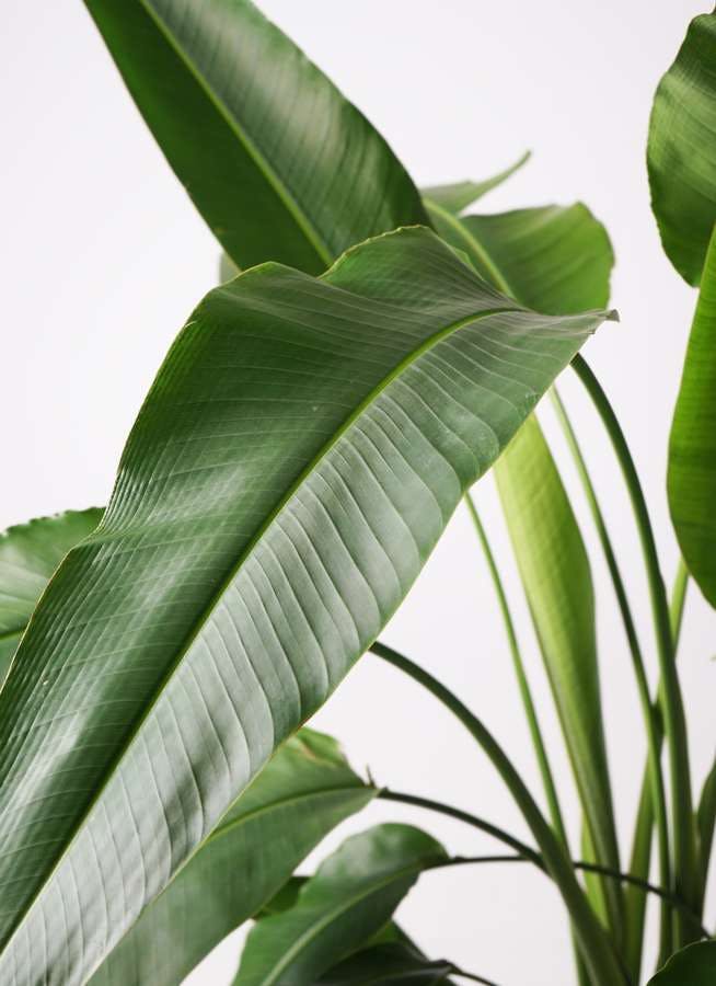 観葉植物 旅人の木 8号 パボ トール オフホワイト 付き | 観葉植物なら