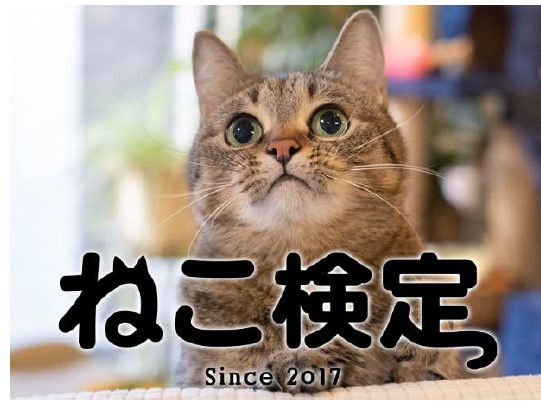 ねこ検定」2026年3月に全国一斉開催！のべ3万2,000人以上が挑戦した