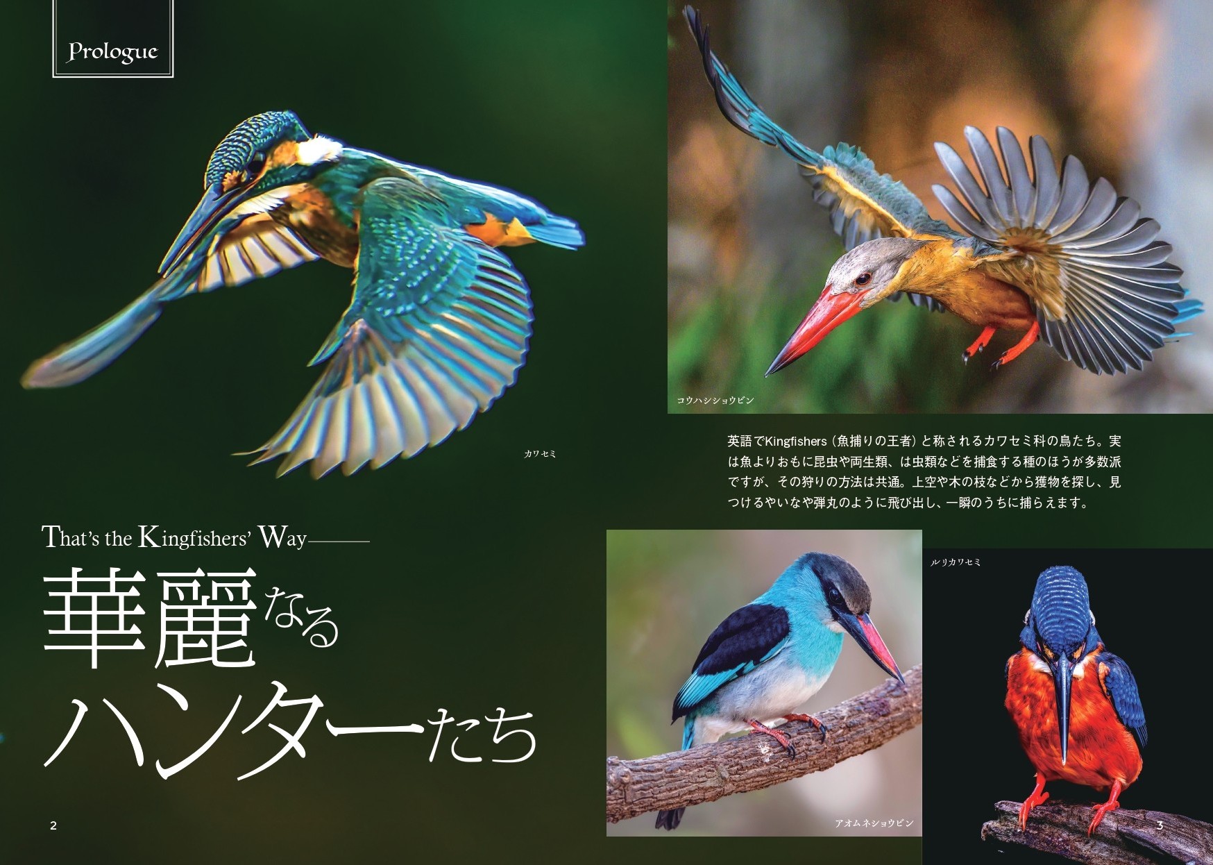 せかいのカワセミ - 株式会社カンゼン