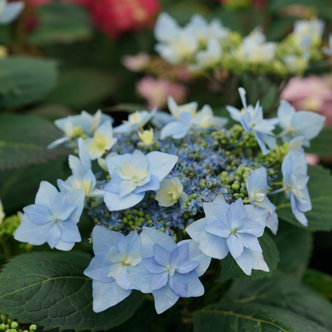 Tuff Stuff Ah-Ha® Mountain Hydrangea