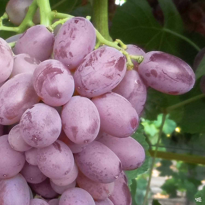 Zestful™ Lollipop Grape | Monrovia — Green Acres Nursery