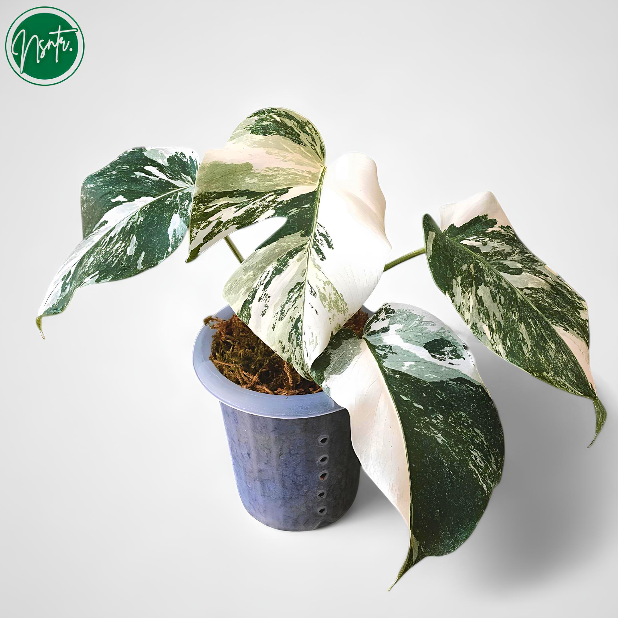 Monstera white lava - Etsy 日本
