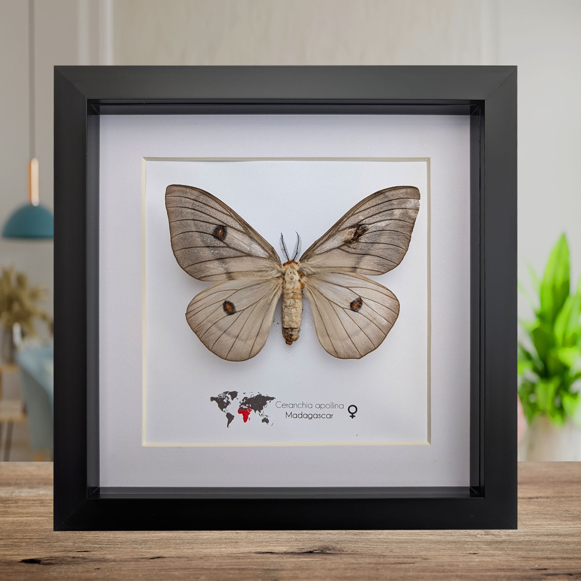 Framed Ghostly Silk Moth: Ceranchia Apollina Female, Madagascar
