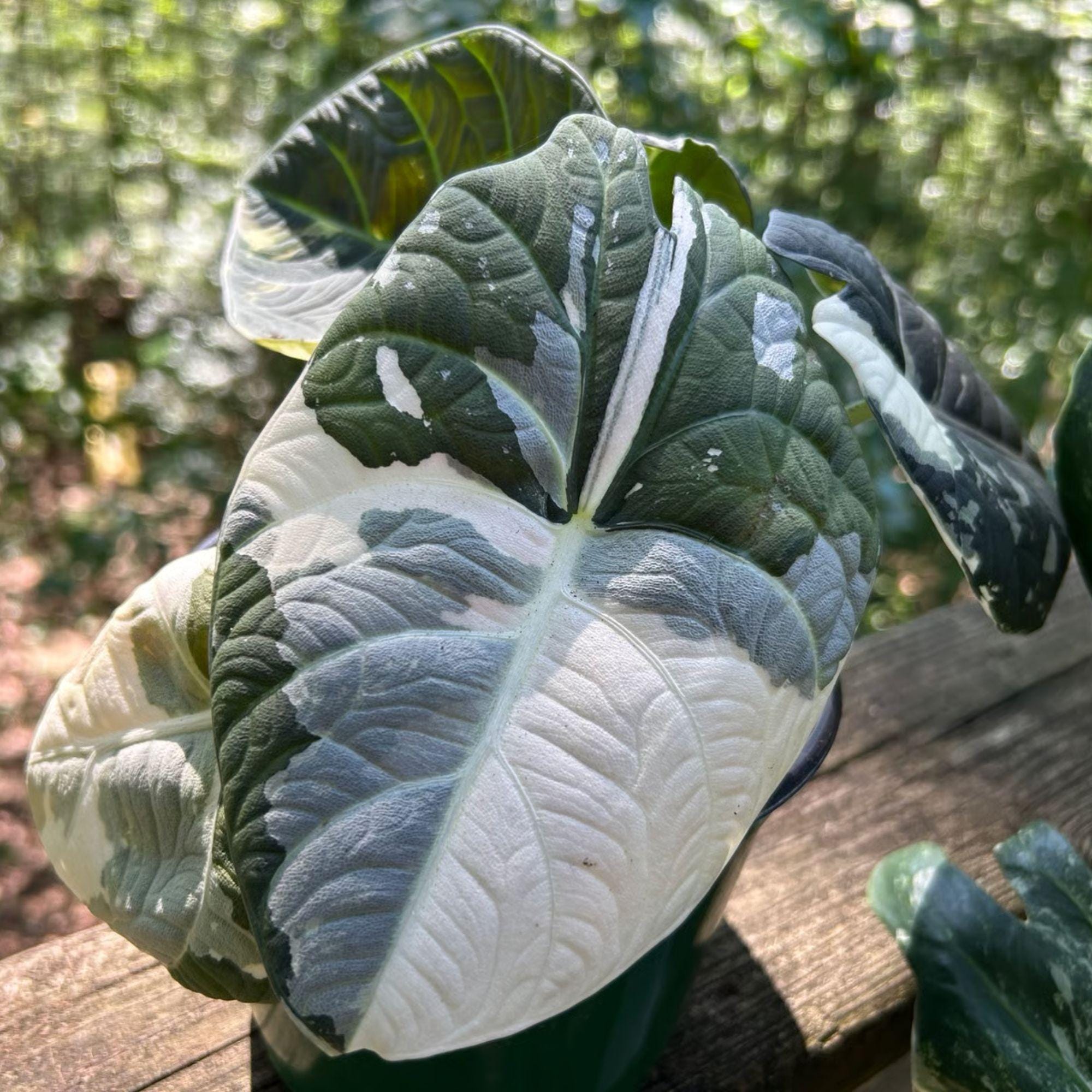 Variegated alocasia maharani - Etsy 日本