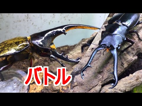 ヘラクレスオオカブトvsギラファノコギリクワガタ80ミリ - YouTube