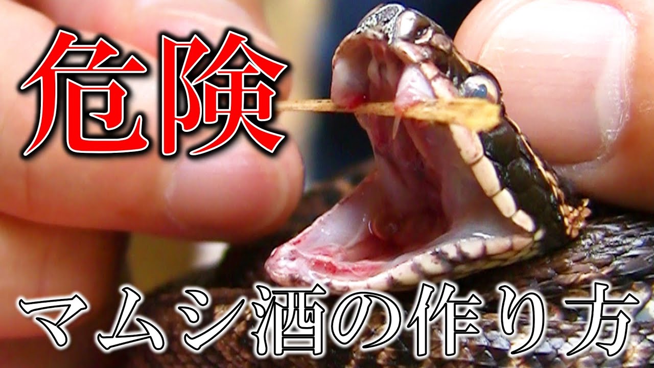 Mamushi sake] How to catch a wild viper and immediately soak it in