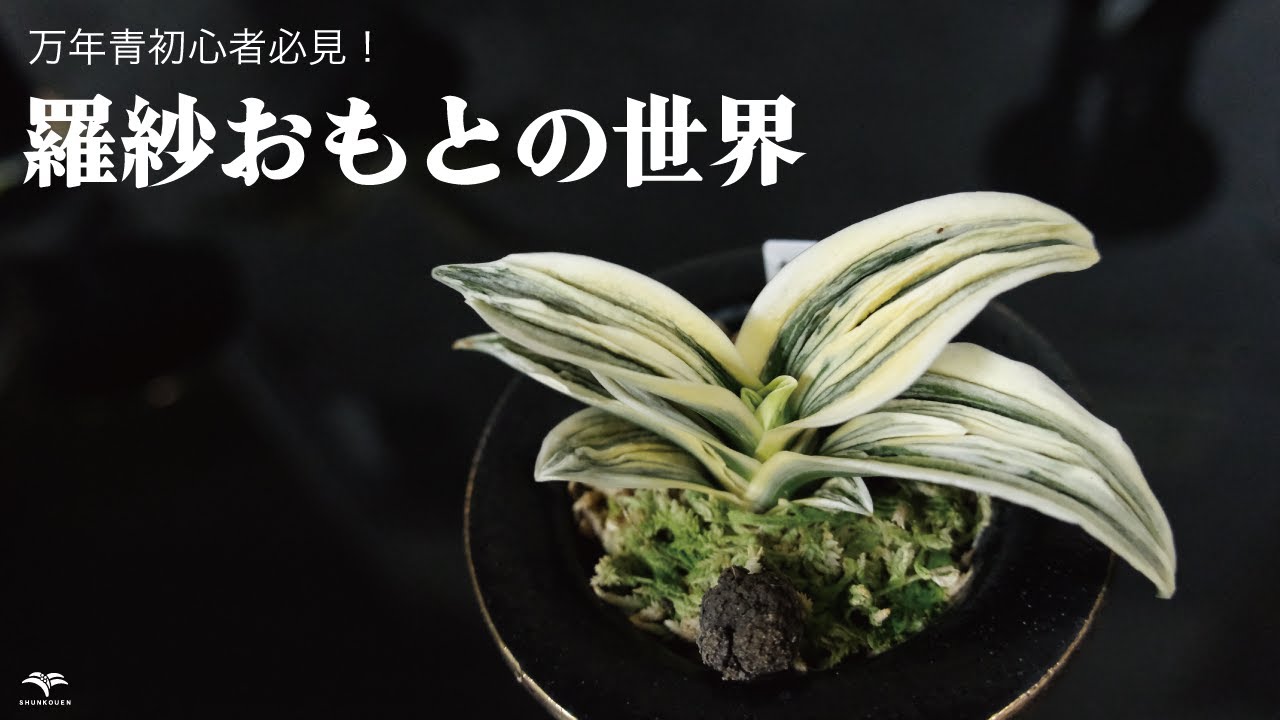No.89 徳川家康も床の間に飾った 縁起のいい植物「万年青」の世界