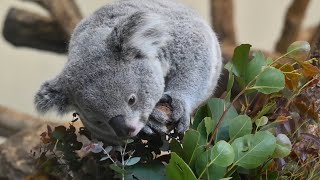 多摩動物園コアラ親子あずまちゃんkoala 2026年1月20日 - YouTube