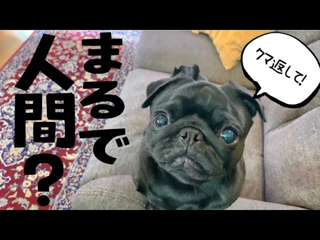 A black pug with a very expressive face! What shocking action did
