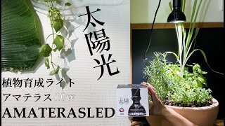 植物育成ライト】アマテラス10wをレビューしていくっ（太陽光に限り