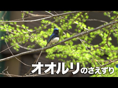 野鳥】オオルリのさえずり - YouTube