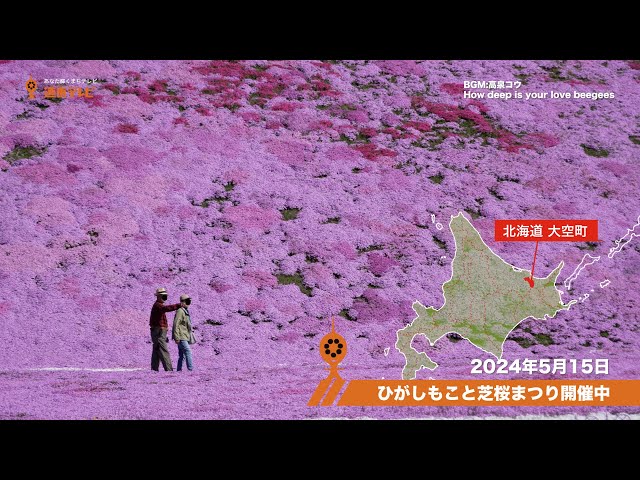 大空町ニュース】ひがしもこと芝桜まつり開催中 - YouTube