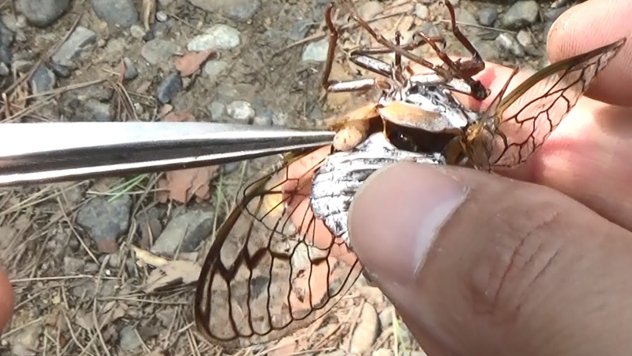 Pull out maggot from cicada's stomach! - YouTube