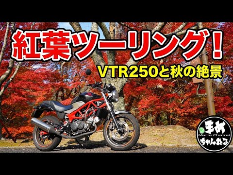 まめちゃんねる - YouTube