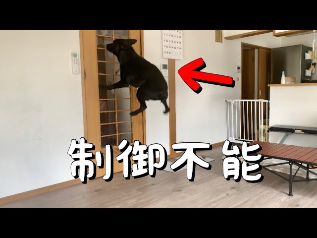 喜びが頂点に達したラブラドールレトリバーは人間の手に負えない 35kg