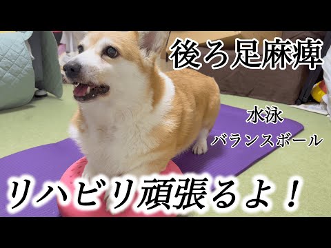 くきたんの日常 - YouTube