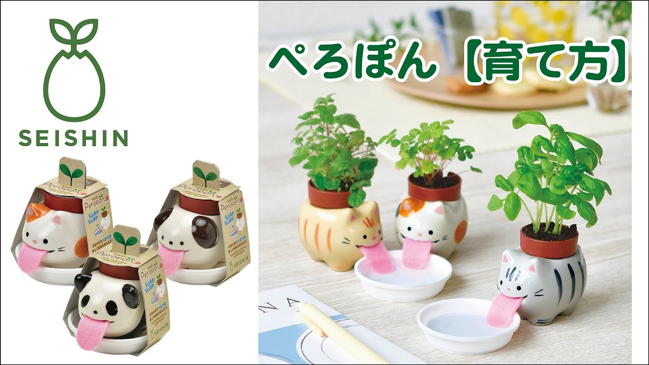 Peropon cats ペロポンキャッツ｜水を飲むねこたちをイメージした栽培