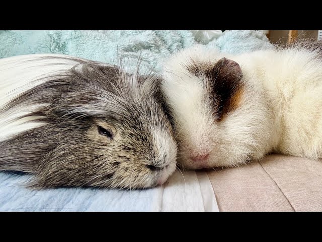 2025元日】初ﾓﾙ詣（はつもるで）はお済みですか？ Guinea Pig New Year