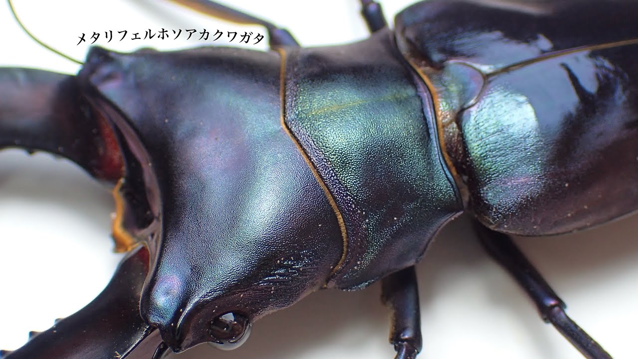 15 adults] Digging up purple Metalliferous narrow-legged stag