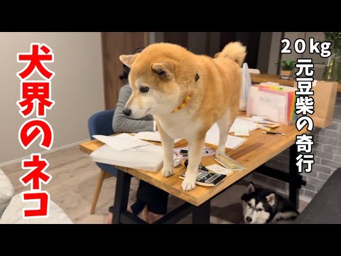 もちごめ兄弟ちゃんねる - YouTube