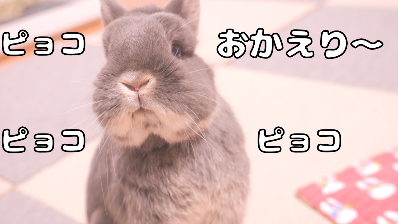 Rabbit too happy to talk to his owner when he comes home, standing