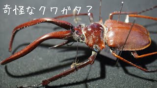 A casual introduction to insect specimens] I've been talking about
