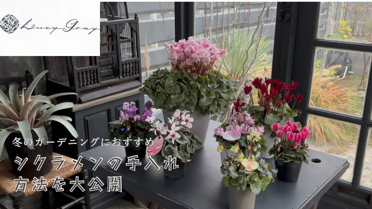 園芸初心者、必見】シクラメンの手入れ方法や良い株の見分け方を
