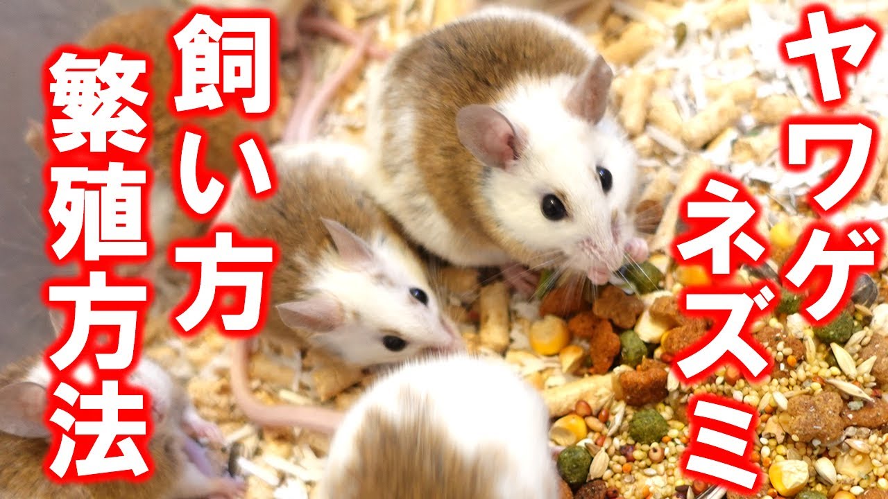 誰でもできる！】ヤワゲネズミの飼い方・繁殖方法を紹介します