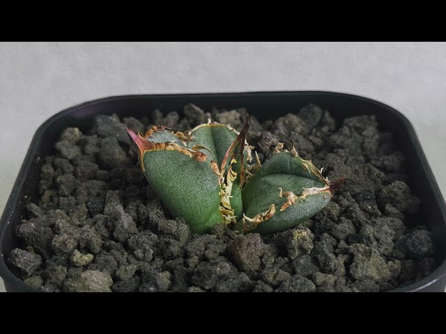 20251220 アガベ・チタノタ 疣猪/丸叶背刺（芽）-018｜agave titanota