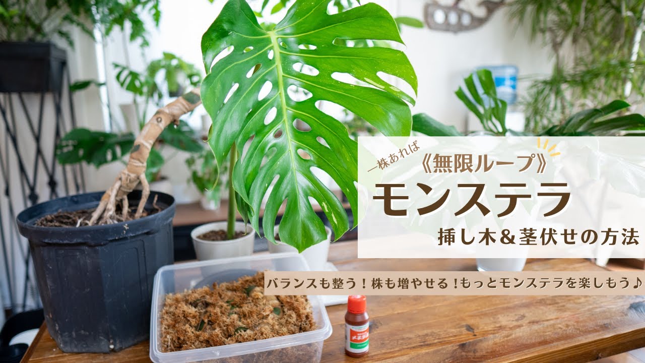モンステラの挿し木＆茎伏せ】一株あれば無限ループで増やせる楽しめる
