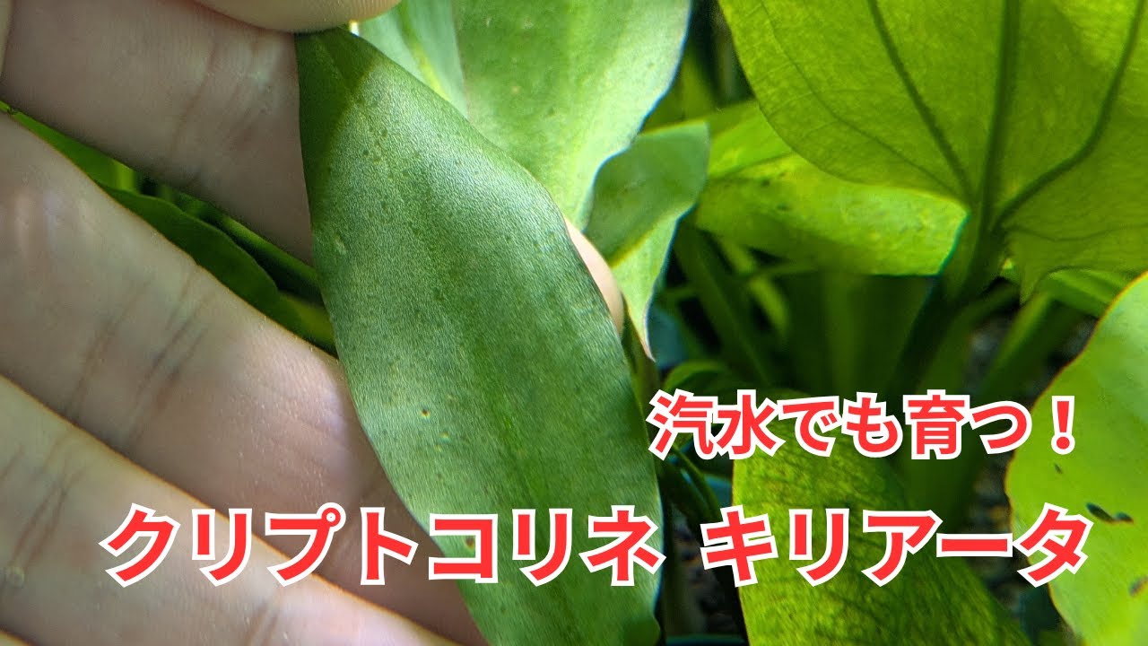 Introducing Cryptocoryne ciriata, an aquatic plant that can grow