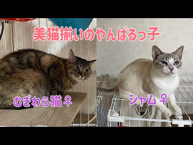 猫千代 0209 カード検索 ｜ Z/X - Zillions of enemy X - ゼクス公式サイト