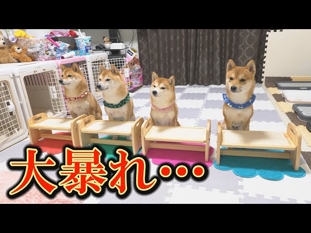 Four Mameshiba siblings go crazy when they smell a certain scent