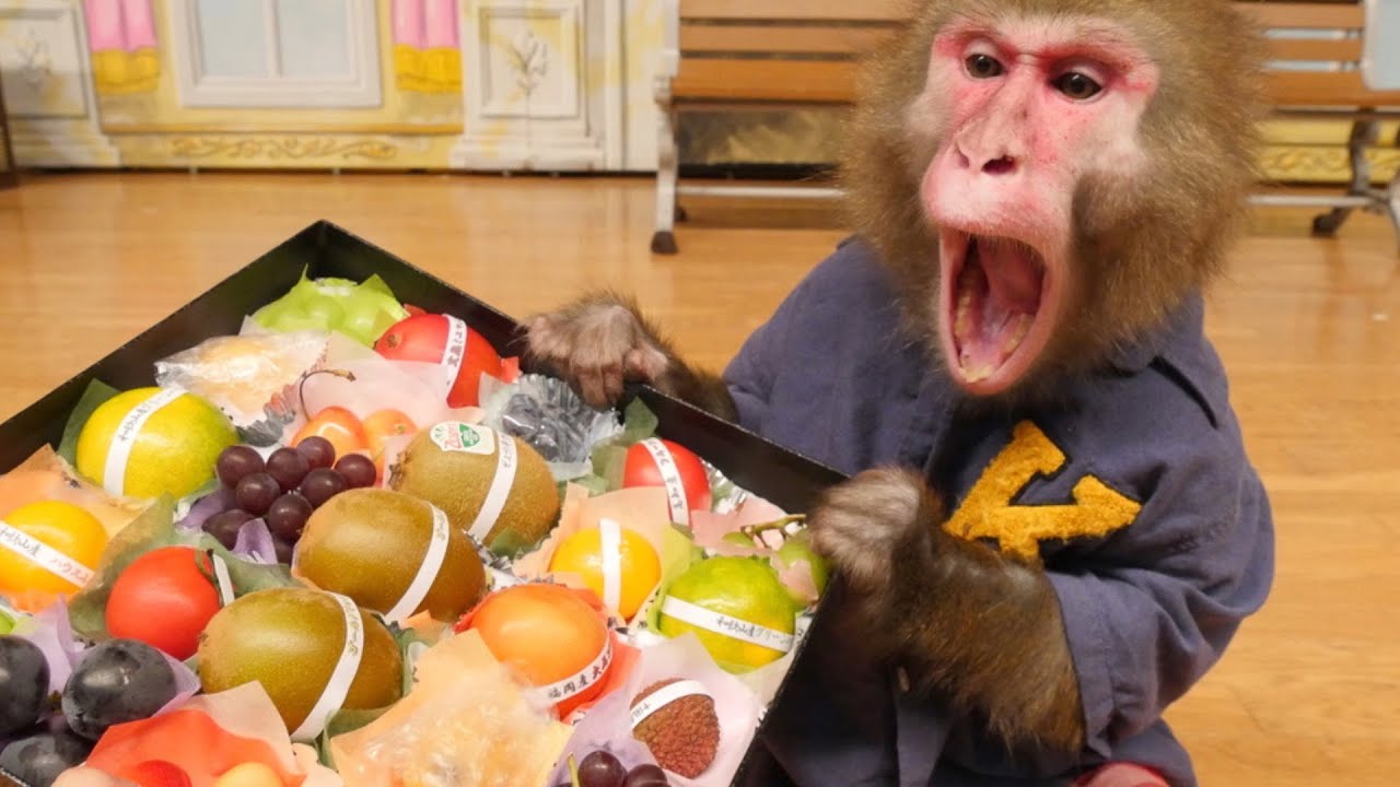 Kai the monkey is super surprised by the fruit jewel box! - YouTube