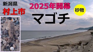 2025年5月16日 マゴチ・ヒラメ開幕 新潟県村上市 県北サーフ - YouTube