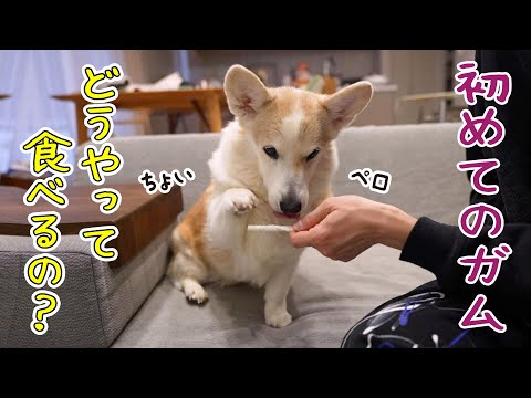 Corgi is confused by the first toothpaste he's ever tried - YouTube