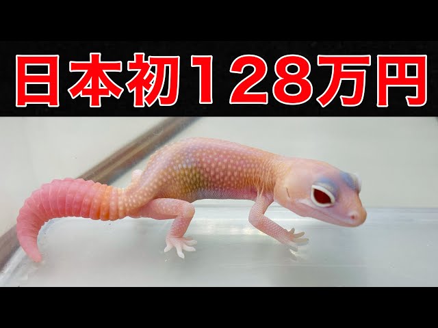 Here are some super expensive geckos that cost 1.28 million yen