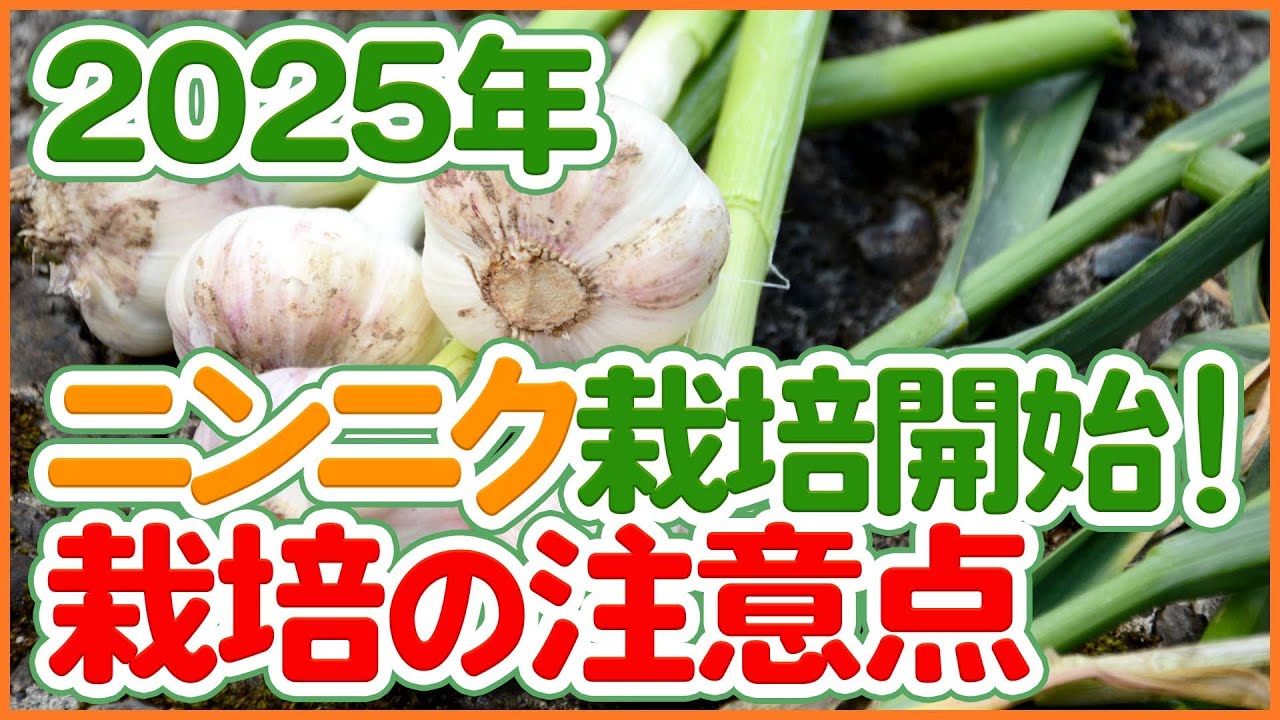 Starting garlic cultivation in 2025! A thorough explanation of