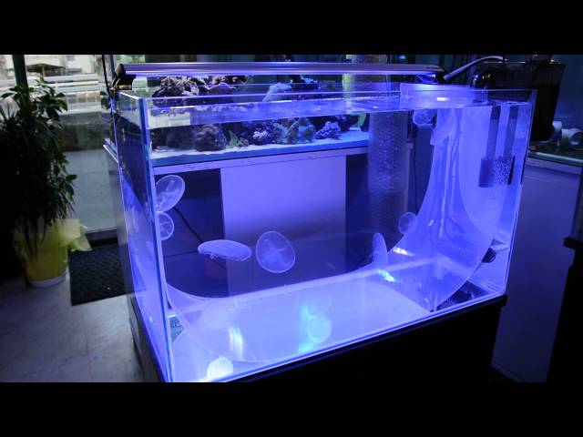 クラゲ飼育水槽セット（60cm水槽）販売マリンキープ - YouTube