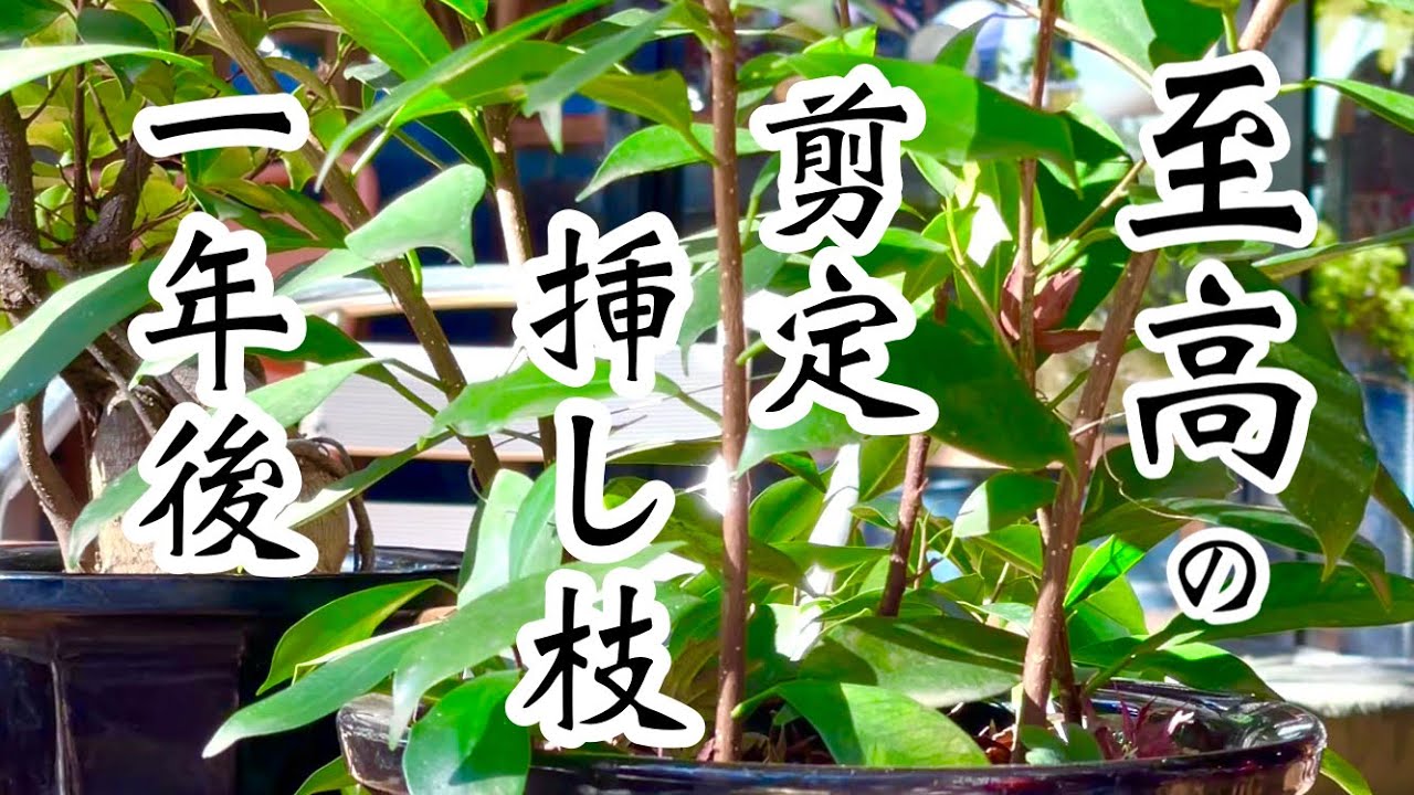 挿し木から発根させた1年後の完全オリジナルのガジュマル - YouTube