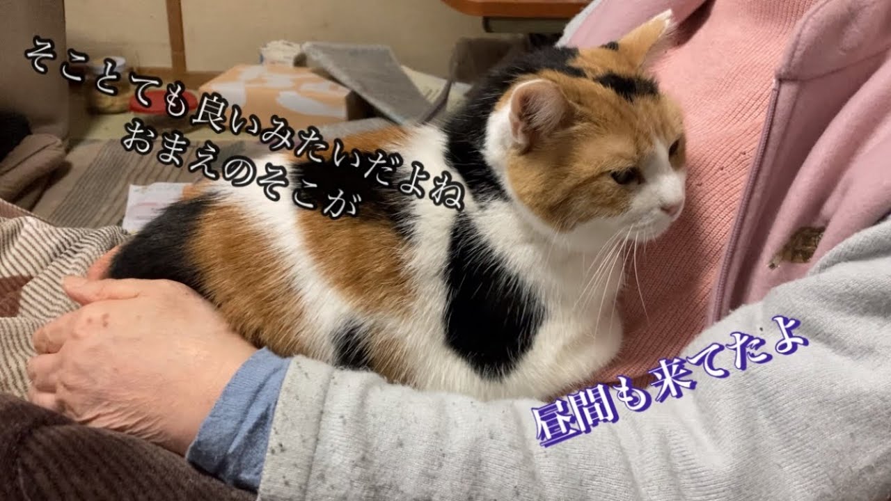 三毛猫】母の膝の上で甘える猫（2023年1月27日） - YouTube