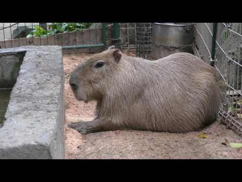 Capybara (Hibiki Nada Green Park. HIBIKI ANIMAL WORLD, Fukuoka