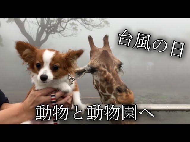 I was taking one Papillon and two Toy Poodles to Izu Animal
