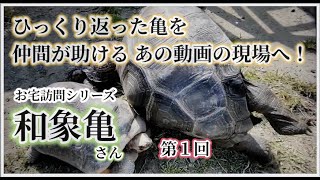 お宅訪問シリーズ 和象亀さん【第1回】〜かめぞー☆ちゃんねる 91