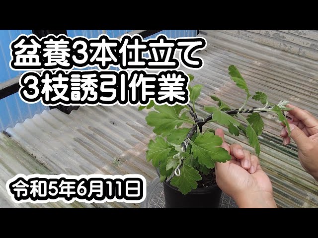 大菊栽培 盆養3本仕立て3枝誘引作業 - YouTube