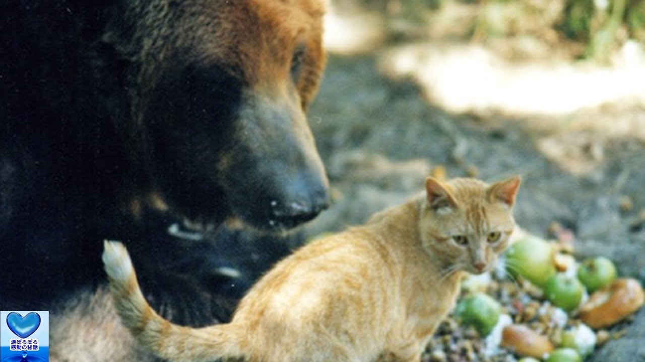 さみしがり屋なクマと恐れを知らない猫との間に芽生えた友情に心温まる