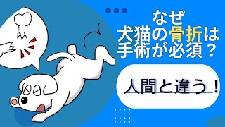 人間と違う！？犬猫の骨折は手術が当たり前な理由 - YouTube