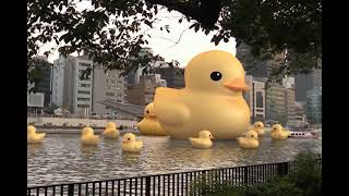 Rubber﻿ Duck Project 大阪のかわいい超巨大アヒルを見てきたよ