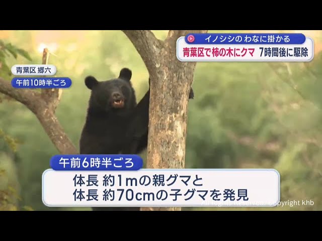 A bear in a persimmon tree in Sendai is caught in a wild boar trap