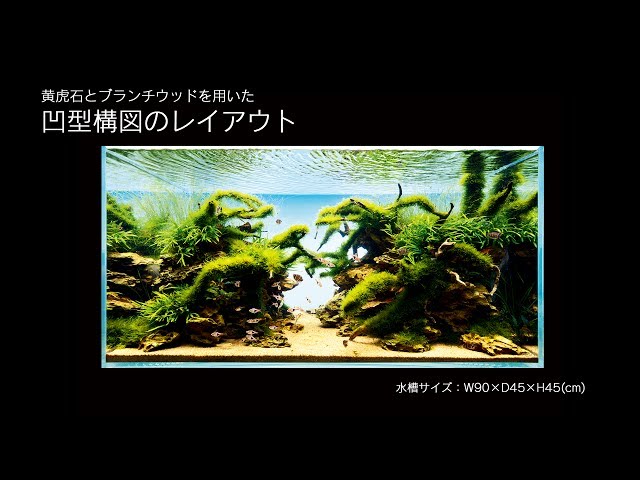 ADAview] 黄虎石とブランチウッドを用いた凹型構図のレイアウト - YouTube
